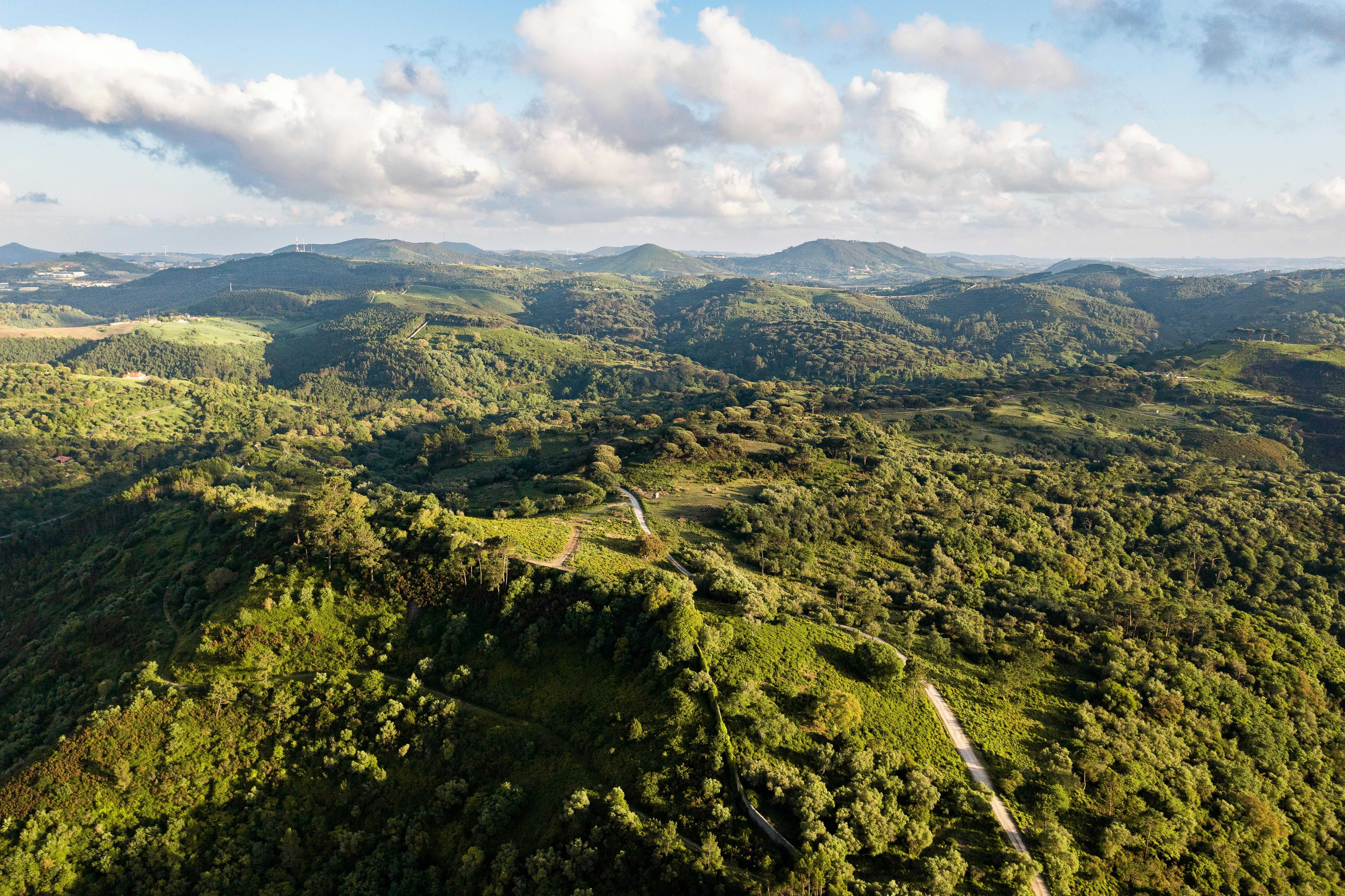 Vista aérea de território florestal